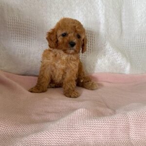 Bella F1B Female Cavapoo Puppy