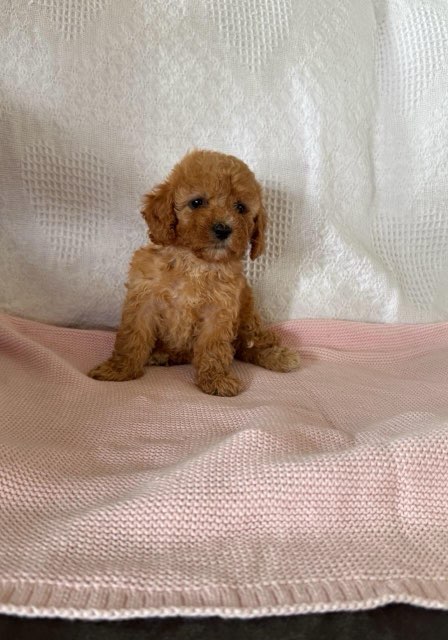 Bella F1B Female Cavapoo Puppy