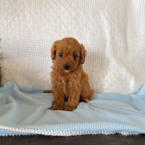 Stevie F1B Male Cavapoo Puppy