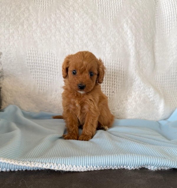 Stevie F1B Male Cavapoo Puppy