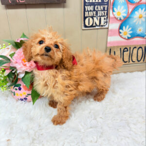 Reddish Apricot puppy looking upwards on a white furry rug with pink roses on the background