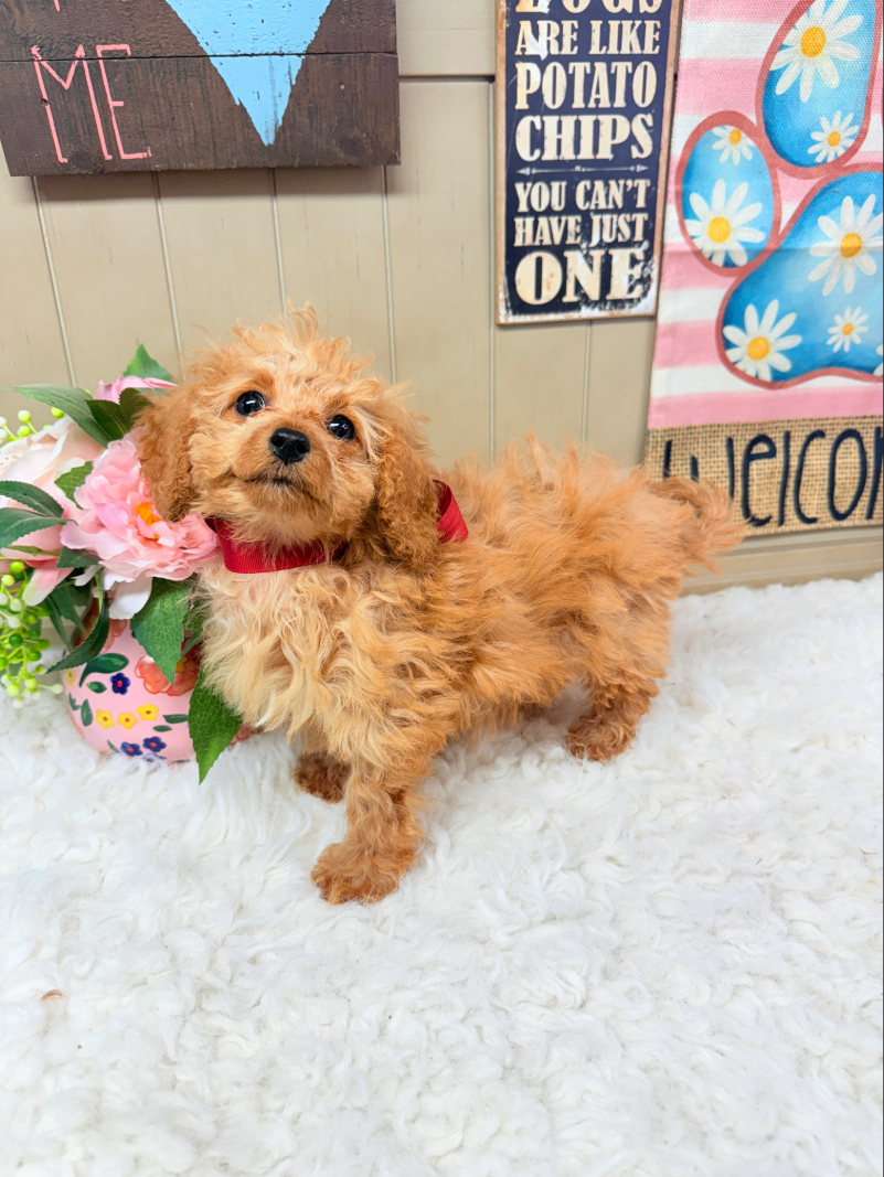Reddish Apricot puppy looking upwards on a white furry rug with pink roses on the background