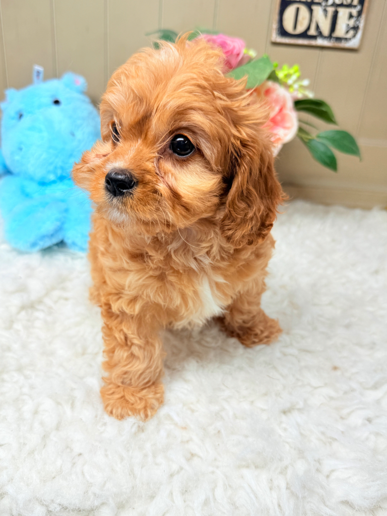 Apricot Golden Cavapoo puppy teddy bear coat raised by Puppies on the Gulf Alabama