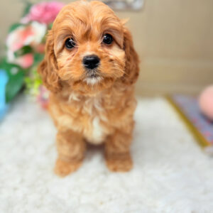 Apricot Cavapoo puppy with teddy bear faced raised by Puppies on the Gulf on the Alabama Gulf coast