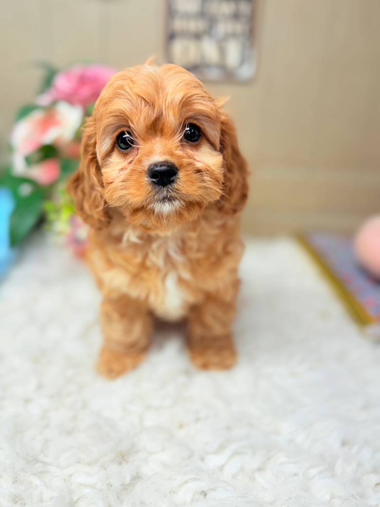 Apricot Cavapoo puppy with teddy bear faced raised by Puppies on the Gulf on the Alabama Gulf coast