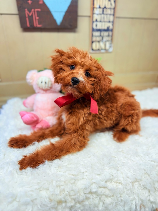 Millie red Cavapoo puppy with curly coat and red bow lying on a white fluffy rug