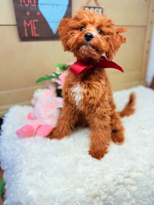 Millie Red Cavapoo with a red bow sitting on a fluffy rug looking forward