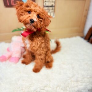 Millie red Cavapoo puppy with curly coat and red bow sitting on a white rug