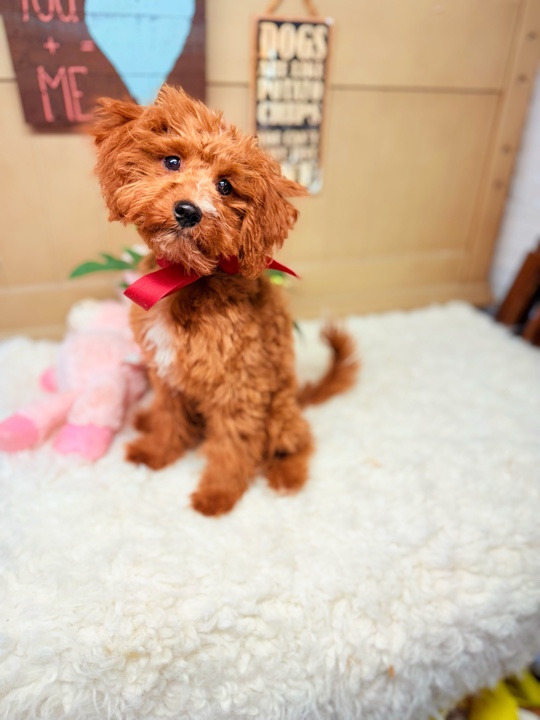 Millie red Cavapoo puppy with curly coat and red bow sitting on a white rug