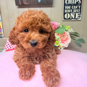 Ruby Cavapoo puppy with curly red coat and teddy bear face looking at camera