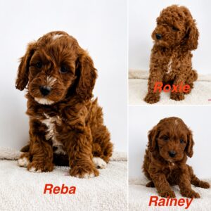 Collage featuring three ruby Cavapoo puppies named Reba, Roxie, and Rainey sitting on a cream blanket against a white background, each displaying soft curly coats and white markings.