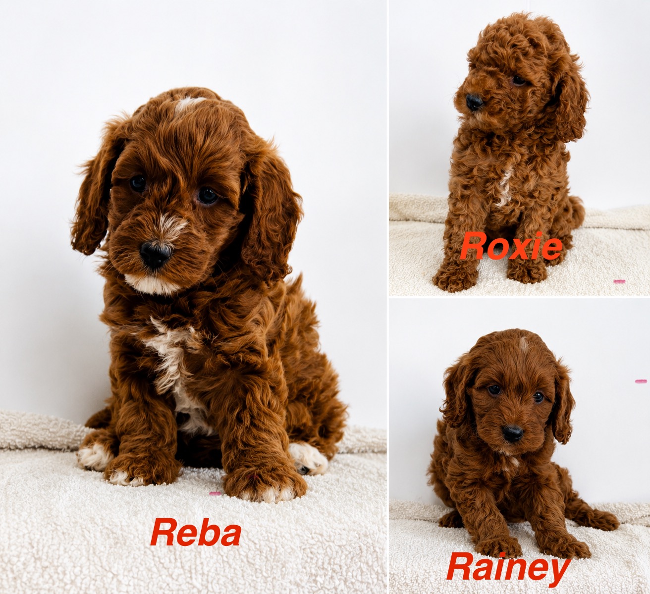 Collage featuring three ruby Cavapoo puppies named Reba, Roxie, and Rainey sitting on a cream blanket against a white background, each displaying soft curly coats and white markings.