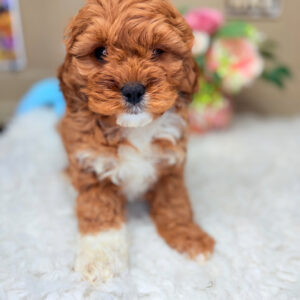 Ruby Red Cavapoo puppy with white tuxedo markings sitting on fluffy rug