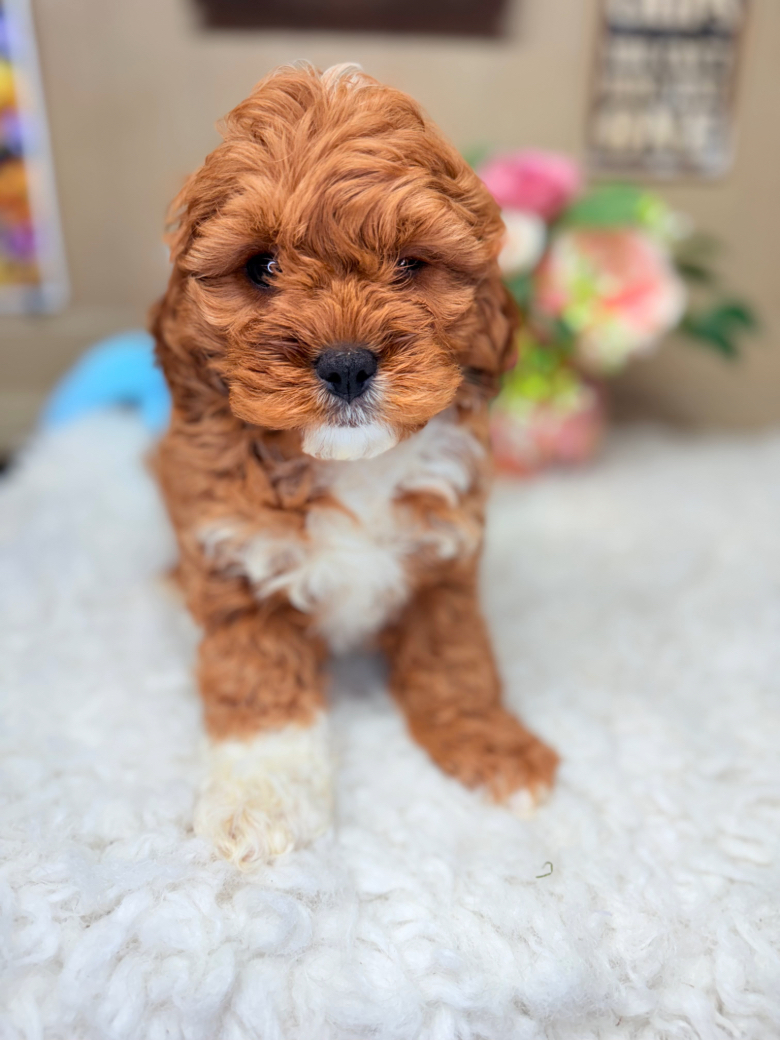 Ruby Red Cavapoo puppy with white tuxedo markings sitting on fluffy rug