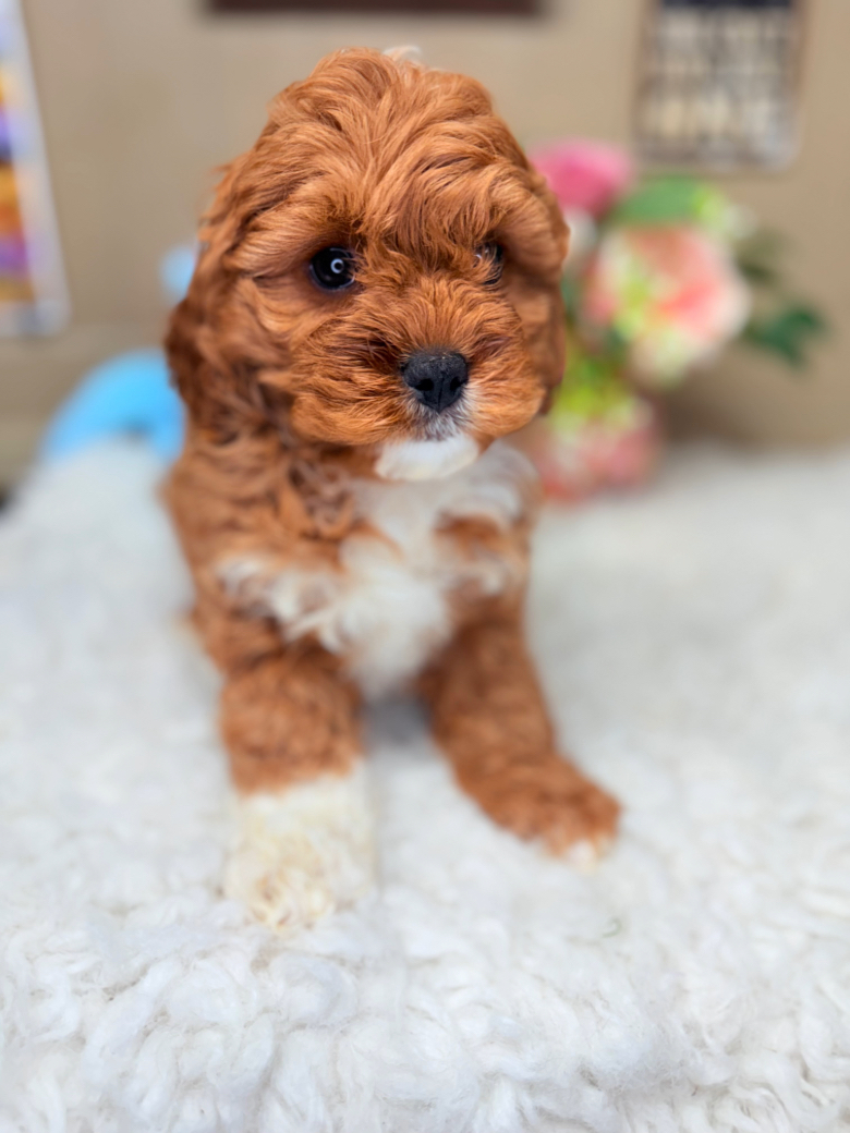 Ruby red Cavapoo puppy with White Tuxedo