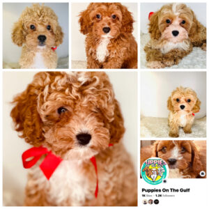 Cavapoo puppies for sale from Puppies on the Gulf breeder in Foley Alabama