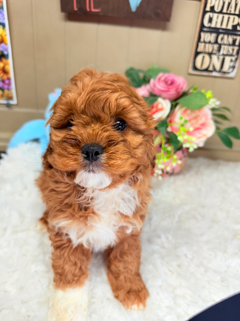 Ruby red and white Cavapoo puppy sitting on soft rug with flowers in background