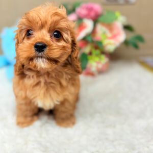Golden apricot Cavapoo puppy with adorable teddy bear face raised by Puppies on the Gulf on the Alabama Gulf coast