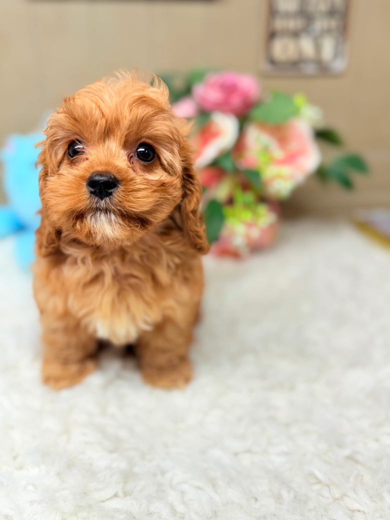 Golden apricot Cavapoo puppy with adorable teddy bear face raised by Puppies on the Gulf on the Alabama Gulf coast