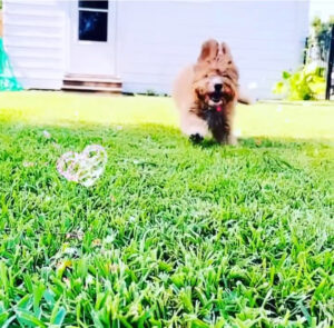 Cavapoo puppy running through grass at Puppies on the Gulf