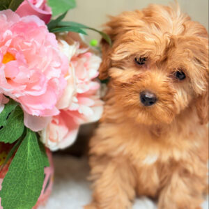 Cavapoo puppy female apricot wavy coat teddy bear face for sale Puppies on the Gulf