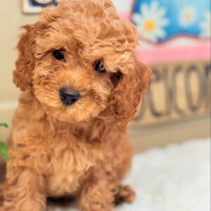 Cavapoo puppy female red curly coat teddy bear face for sale Puppies on the Gulf