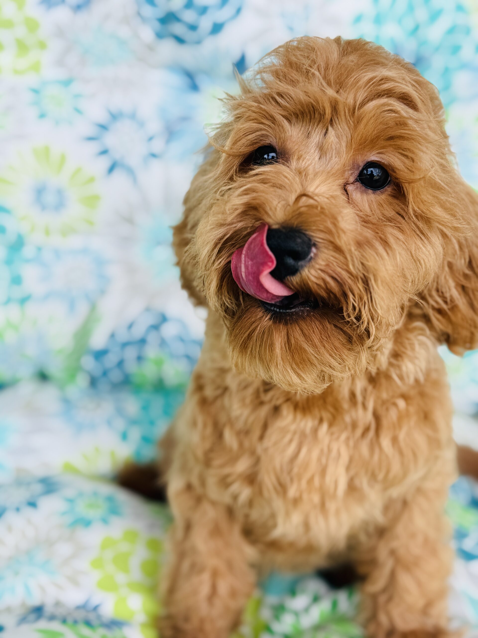 Cute apricot Cavapoo puppy portrait with soft wavy coat.