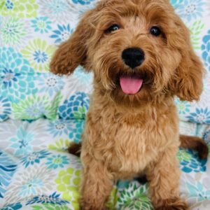 Beautiful Cavapoo puppy perfect for an Emotional Support Animal