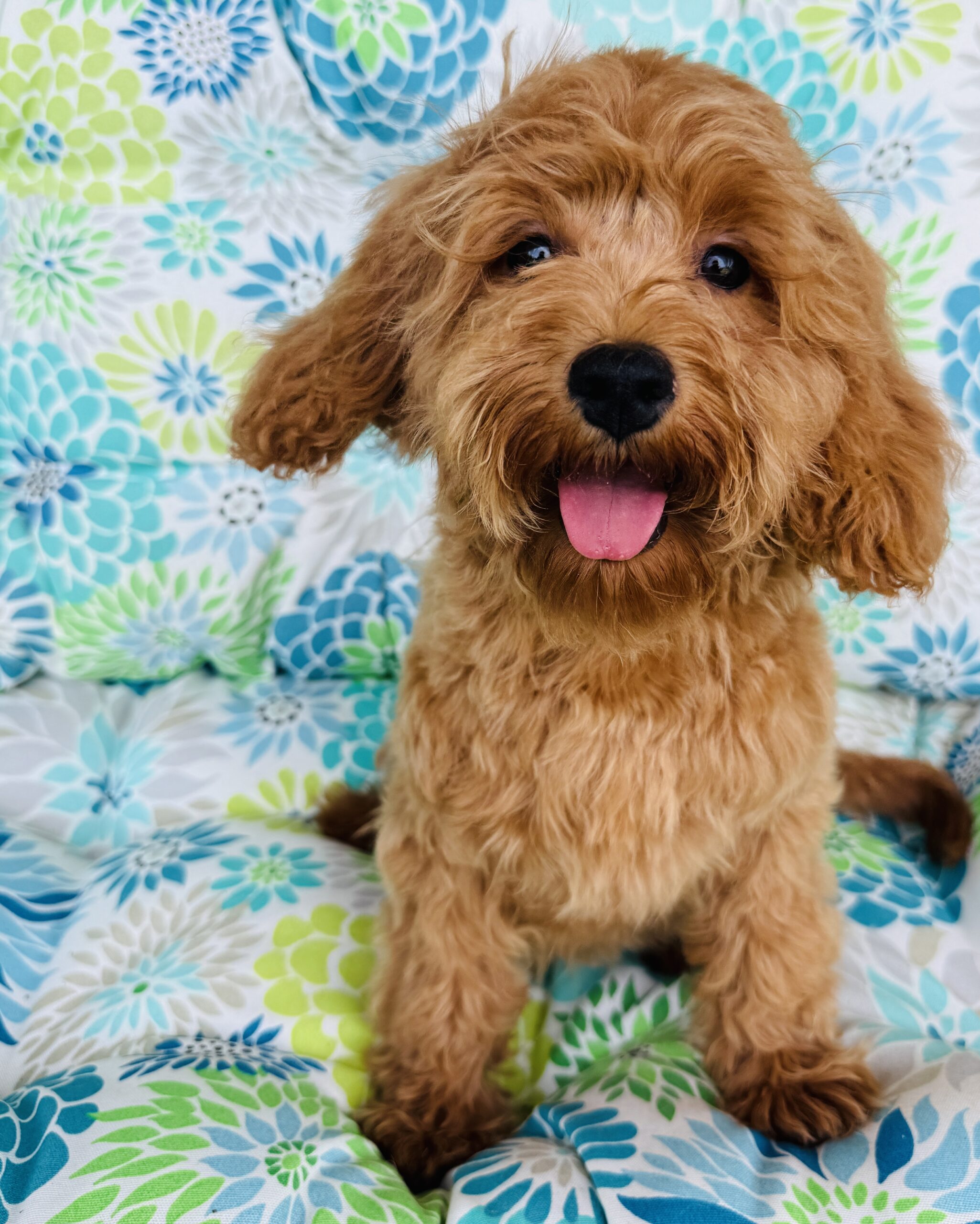 Beautiful Cavapoo puppy perfect for an Emotional Support Animal