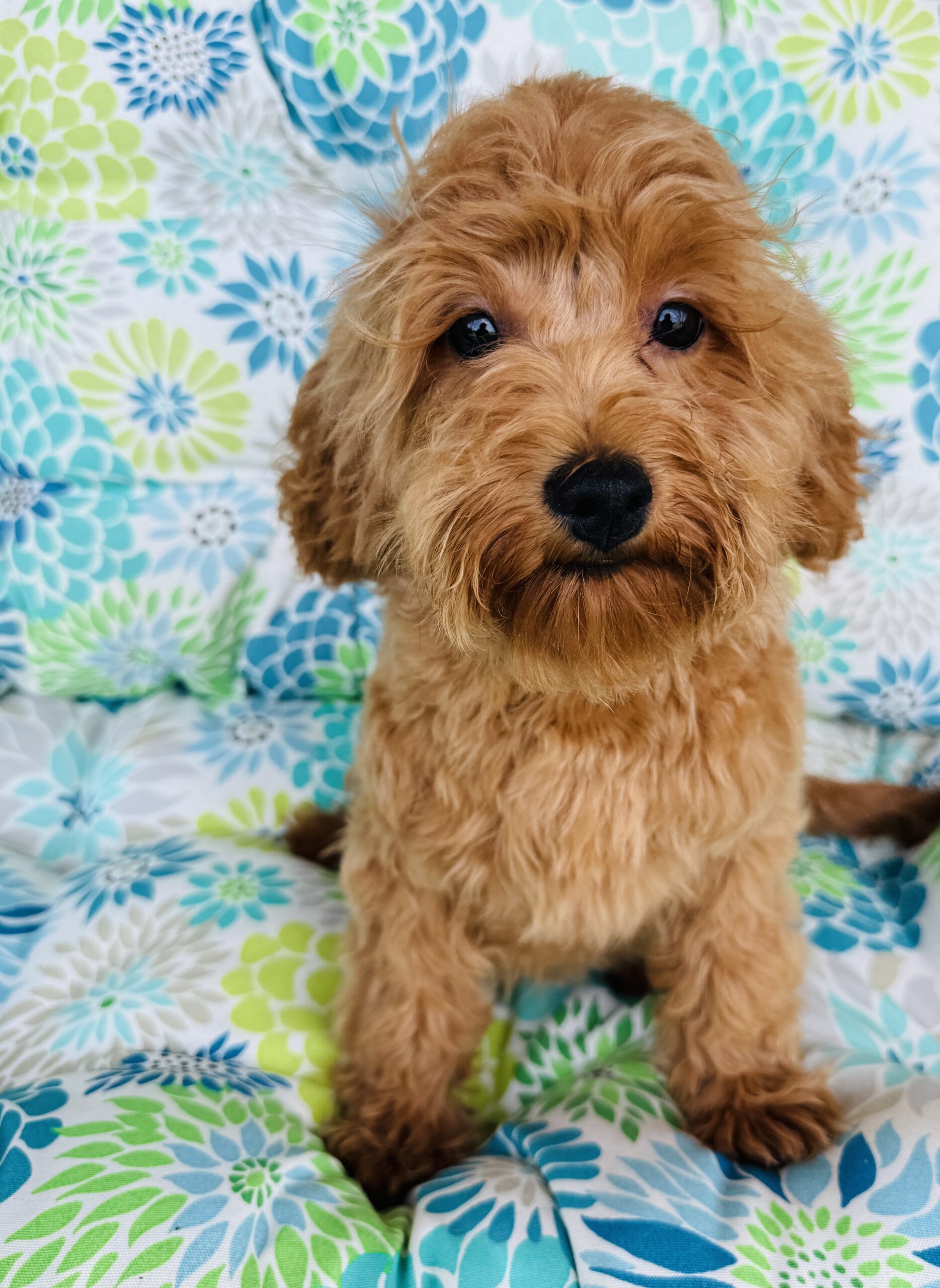 Apricot male Cavapoo puppy smiling with fluffy teddy bear face.