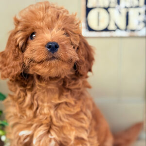Alexa Female Cavapoo Puppy