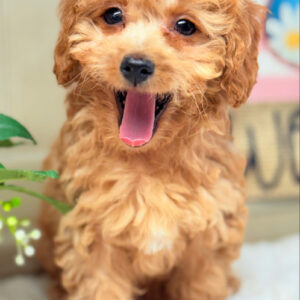 Apricot Female Cavapoo Puppy for Sale - Puppies on the Gulf - Happy Face