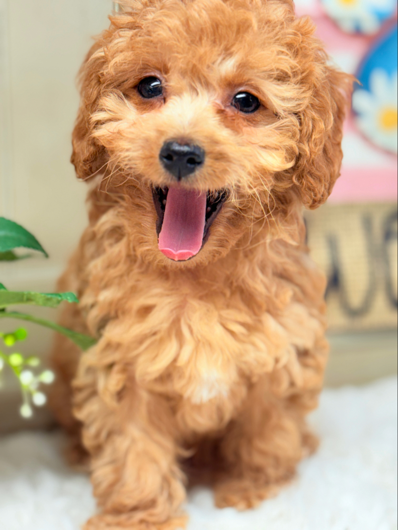 Apricot Female Cavapoo Puppy for Sale - Puppies on the Gulf - Happy Face