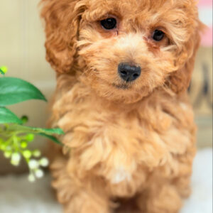 Apricot Cavapoo Puppy for Sale - Puppies on the Gulf - Close Up