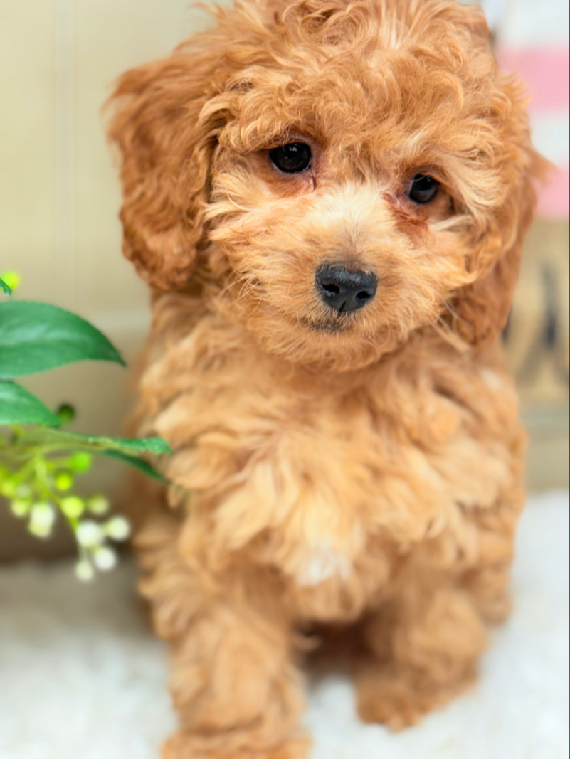 Apricot Cavapoo Puppy for Sale - Puppies on the Gulf - Close Up