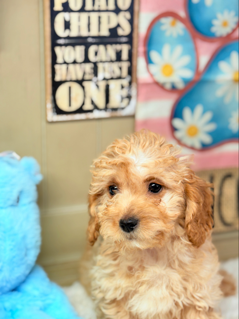 Light Apricot Cavapoo Puppy for Sale - Puppies on the Gulf - Delivery Available