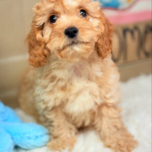 Light Apricot Cavapoo Puppy for Sale - Puppies on the Gulf - Sitting Cute