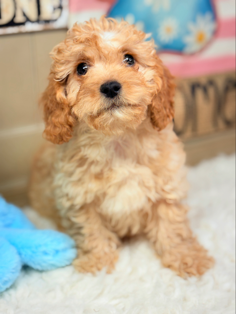 Light Apricot Cavapoo Puppy for Sale - Puppies on the Gulf - Sitting Cute