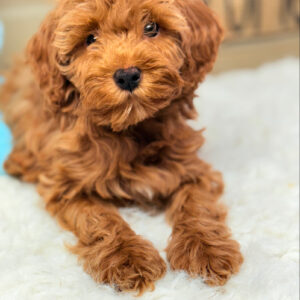 Ruby Red Cavapoo Puppy - Puppies on the Gulf - close up