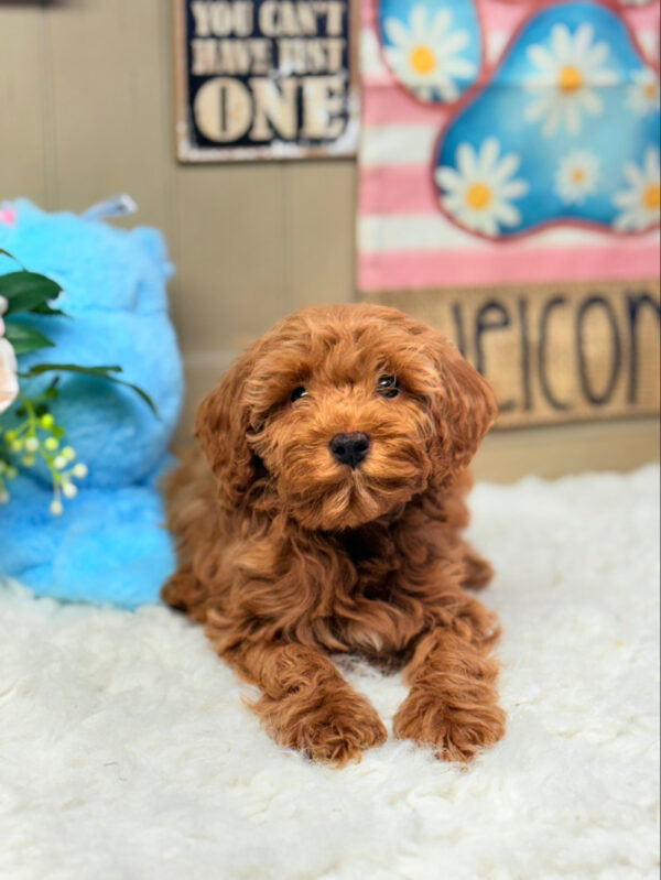 Ruby Red Cavapoo Puppy Male for Sale | Puppies on the Gulf