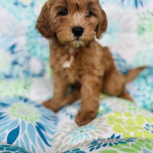 Cavapoo puppy female golden ruby teddy bear face for sale Puppies on the Gulf