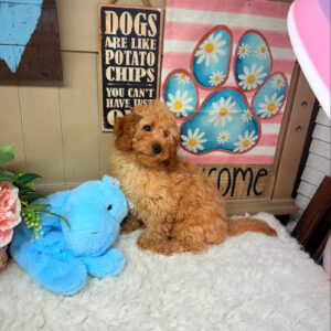 Ruby Cavapoo puppy sitting on white rug with blue stuffed bunny toy and floral paw print sign