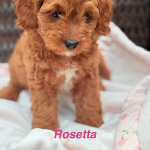 Rosetta Female Cavapoochon Ruby Puppy