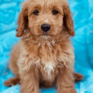 Charlie Cavapoo Puppy F1B