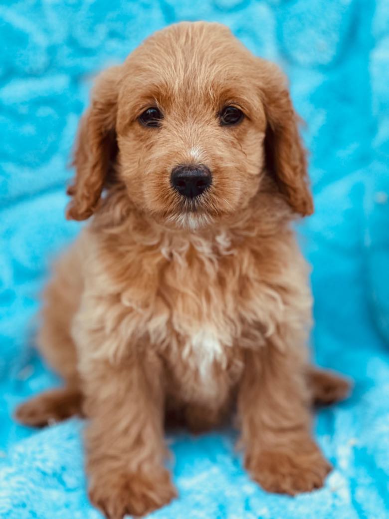 Charlie Cavapoo Puppy F1B