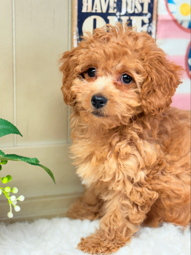 Angel Female Cavapoo Puppy - Image 4