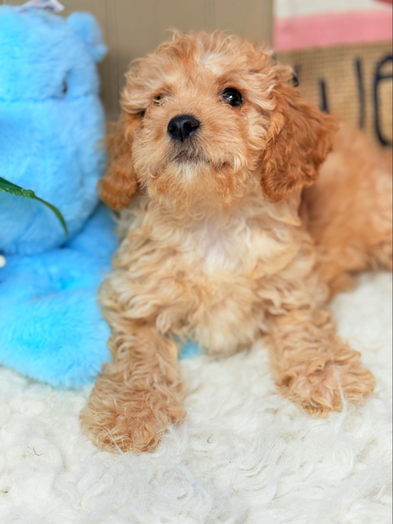 Light Golden Apricot Cavapoo Puppy for Sale - Puppies on the Gulf - Looking Up