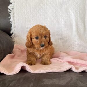 Maggie Female Cavapoo Puppy