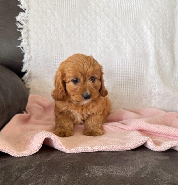 Maggie Female Cavapoo Puppy