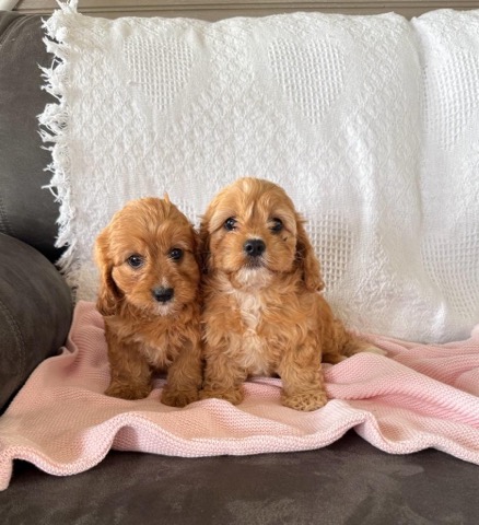 Maggie Female Cavapoo Puppy - Image 3